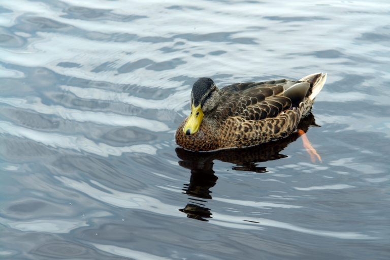 Canard colvert