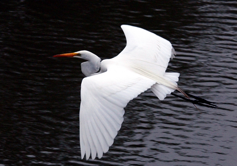 Aigrette blanche